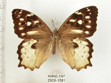 中文名:白色黃斑蔭蝶(白斑蔭眼蝶)(2909-1581)學名:Neope armandii lacticolora (Fruhstorfer, 1908)(2909-1581)