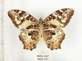 中文名:白色黃斑蔭蝶(白斑蔭眼蝶)(2909-841)學名:Neope armandii lacticolora (Fruhstorfer, 1908)(2909-841)