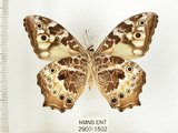 中文名:白色黃斑蔭蝶(白斑蔭眼蝶)(2909-1502)學名:Neope armandii lacticolora (Fruhstorfer, 1908)(2909-1502)