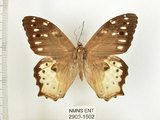 中文名:白色黃斑蔭蝶(白斑蔭眼蝶)(2909-1502)學名:Neope armandii lacticolora (Fruhstorfer, 1908)(2909-1502)