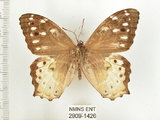 中文名:白色黃斑蔭蝶(白斑蔭眼蝶)(2909-1426)學名:Neope armandii lacticolora (Fruhstorfer, 1908)(2909-1426)