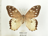 中文名:白色黃斑蔭蝶(白斑蔭眼蝶)(4219-127)學名:Neope armandii lacticolora (Fruhstorfer, 1908)(4219-127)