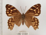 中文名:阿里山黃斑蔭蝶(黃斑蔭眼蝶)(1282-21031)學名:Neope pulaha didia Fruhstorfer, 1909(1282-21031)