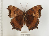 中文名:緋蛺蝶(1282-17260)學名:Nymphalis xanthomelas formosana (Matsumura, 1925)(1282-17260)