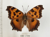 中文名:緋蛺蝶(1282-17260)學名:Nymphalis xanthomelas formosana (Matsumura, 1925)(1282-17260)