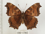 中文名:緋蛺蝶(1282-17465)學名:Nymphalis xanthomelas formosana (Matsumura, 1925)(1282-17465)