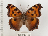 中文名:緋蛺蝶(1282-17465)學名:Nymphalis xanthomelas formosana (Matsumura, 1925)(1282-17465)