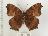 中文名:緋蛺蝶(1282-17416)學名:Nymphalis xanthomelas formosana (Matsumura, 1925)(1282-17416)