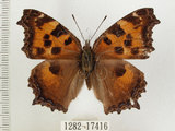 中文名:緋蛺蝶(1282-17416)學名:Nymphalis xanthomelas formosana (Matsumura, 1925)(1282-17416)