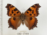 中文名:緋蛺蝶(1282-17409)學名:Nymphalis xanthomelas formosana (Matsumura, 1925)(1282-17409)