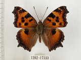 中文名:緋蛺蝶(1282-17333)學名:Nymphalis xanthomelas formosana (Matsumura, 1925)(1282-17333)