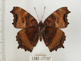 中文名:緋蛺蝶(1282-17197)學名:Nymphalis xanthomelas formosana (Matsumura, 1925)(1282-17197)