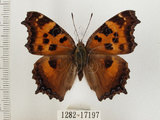 中文名:緋蛺蝶(1282-17197)學名:Nymphalis xanthomelas formosana (Matsumura, 1925)(1282-17197)