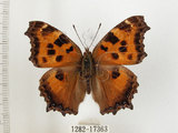 中文名:緋蛺蝶(1282-17363)學名:Nymphalis xanthomelas formosana (Matsumura, 1925)(1282-17363)