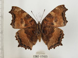 中文名:緋蛺蝶(1282-17435)學名:Nymphalis xanthomelas formosana (Matsumura, 1925)(1282-17435)