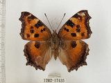 中文名:緋蛺蝶(1282-17435)學名:Nymphalis xanthomelas formosana (Matsumura, 1925)(1282-17435)