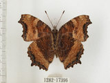 中文名:緋蛺蝶(1282-17396)學名:Nymphalis xanthomelas formosana (Matsumura, 1925)(1282-17396)