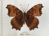 中文名:緋蛺蝶(1282-17470)學名:Nymphalis xanthomelas formosana (Matsumura, 1925)(1282-17470)