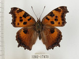 中文名:緋蛺蝶(1282-17470)學名:Nymphalis xanthomelas formosana (Matsumura, 1925)(1282-17470)