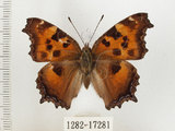 中文名:緋蛺蝶(1282-17281)學名:Nymphalis xanthomelas formosana (Matsumura, 1925)(1282-17281)