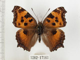 中文名:緋蛺蝶(1282-17161)學名:Nymphalis xanthomelas formosana (Matsumura, 1925)(1282-17161)