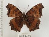 中文名:緋蛺蝶(1282-17196)學名:Nymphalis xanthomelas formosana (Matsumura, 1925)(1282-17196)