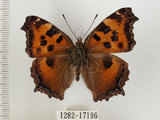 中文名:緋蛺蝶(1282-17196)學名:Nymphalis xanthomelas formosana (Matsumura, 1925)(1282-17196)