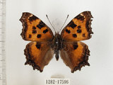 中文名:緋蛺蝶(1282-17596)學名:Nymphalis xanthomelas formosana (Matsumura, 1925)(1282-17596)