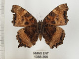 中文名:緋蛺蝶(1388-396)學名:Nymphalis xanthomelas formosana (Matsumura, 1925)(1388-396)