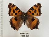 中文名:緋蛺蝶(1388-396)學名:Nymphalis xanthomelas formosana (Matsumura, 1925)(1388-396)