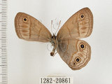 中文名:銀蛇目蝶(1282-20861)學名:Palaeonympha opalina macrophthalmia Fruhstorfer, 1911(1282-20861)