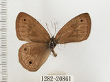 中文名:銀蛇目蝶(1282-20861)學名:Palaeonympha opalina macrophthalmia Fruhstorfer, 1911(1282-20861)