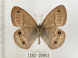 中文名:銀蛇目蝶(1282-20863)學名:Palaeonympha opalina macrophthalmia Fruhstorfer, 1911(1282-20863)