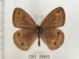 中文名:銀蛇目蝶(1282-20863)學名:Palaeonympha opalina macrophthalmia Fruhstorfer, 1911(1282-20863)