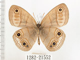 中文名:銀蛇目蝶(1282-21552)學名:Palaeonympha opalina macrophthalmia Fruhstorfer, 1911(1282-21552)