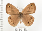 中文名:銀蛇目蝶(1282-21552)學名:Palaeonympha opalina macrophthalmia Fruhstorfer, 1911(1282-21552)