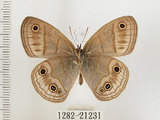 中文名:銀蛇目蝶(1282-21231)學名:Palaeonympha opalina macrophthalmia Fruhstorfer, 1911(1282-21231)