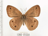 中文名:銀蛇目蝶(1282-21231)學名:Palaeonympha opalina macrophthalmia Fruhstorfer, 1911(1282-21231)