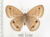 中文名:銀蛇目蝶(1282-21490)學名:Palaeonympha opalina macrophthalmia Fruhstorfer, 1911(1282-21490)