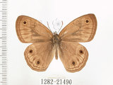 中文名:銀蛇目蝶(1282-21490)學名:Palaeonympha opalina macrophthalmia Fruhstorfer, 1911(1282-21490)