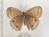 中文名:銀蛇目蝶(1282-21530)學名:Palaeonympha opalina macrophthalmia Fruhstorfer, 1911(1282-21530)