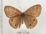 中文名:銀蛇目蝶(1282-21530)學名:Palaeonympha opalina macrophthalmia Fruhstorfer, 1911(1282-21530)