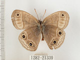 中文名:銀蛇目蝶(1282-21339)學名:Palaeonympha opalina macrophthalmia Fruhstorfer, 1911(1282-21339)