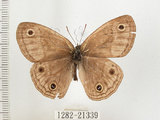 中文名:銀蛇目蝶(1282-21339)學名:Palaeonympha opalina macrophthalmia Fruhstorfer, 1911(1282-21339)