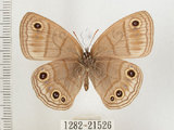 中文名:銀蛇目蝶(1282-21526)學名:Palaeonympha opalina macrophthalmia Fruhstorfer, 1911(1282-21526)