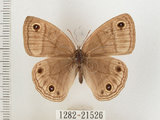 中文名:銀蛇目蝶(1282-21526)學名:Palaeonympha opalina macrophthalmia Fruhstorfer, 1911(1282-21526)