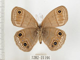 中文名:銀蛇目蝶(1282-21196)學名:Palaeonympha opalina macrophthalmia Fruhstorfer, 1911(1282-21196)