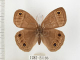 中文名:銀蛇目蝶(1282-21196)學名:Palaeonympha opalina macrophthalmia Fruhstorfer, 1911(1282-21196)