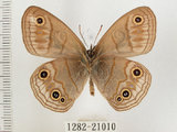 中文名:銀蛇目蝶(1282-21010)學名:Palaeonympha opalina macrophthalmia Fruhstorfer, 1911(1282-21010)