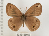 中文名:銀蛇目蝶(1282-21010)學名:Palaeonympha opalina macrophthalmia Fruhstorfer, 1911(1282-21010)